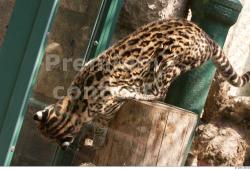 Whole Body Ocelot