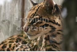 Head Ocelot