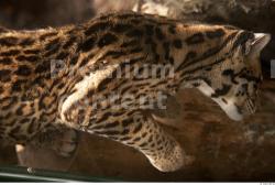 Upper Body Ocelot