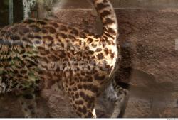 Upper Body Ocelot