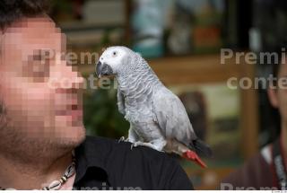 Parrot # 2