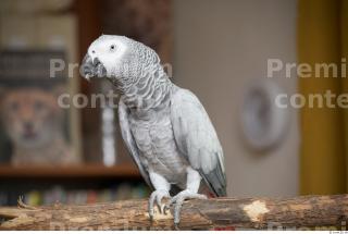 Parrot # 2