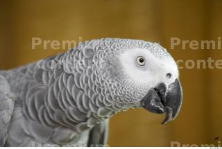 Parrot # 2