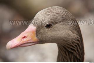 Goose # 3
