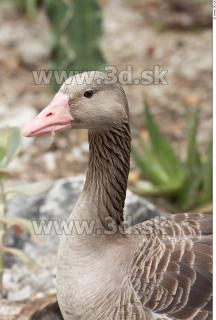 Goose # 3