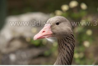 Goose # 3