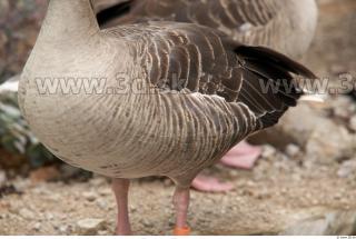 Goose # 3