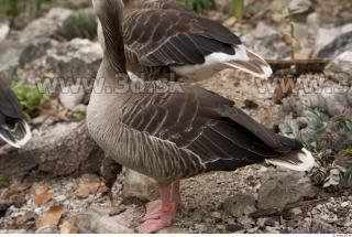 Goose # 3