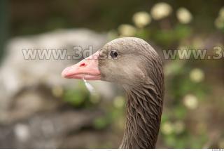 Goose # 3