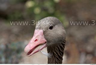 Goose # 3