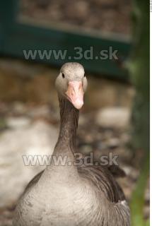 Goose # 3