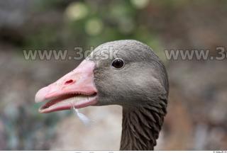 Goose # 3