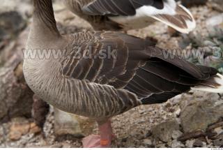 Goose # 3