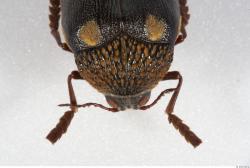 Head Insect