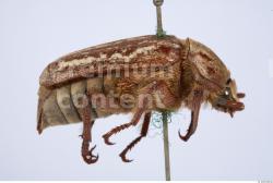 Whole Body Insect