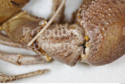 Crawfish Animal photo references