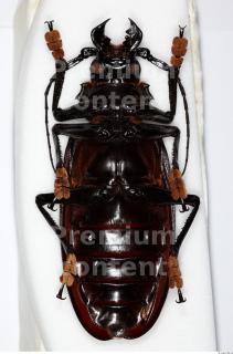 Beetles 0093