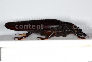 Beetles 0086