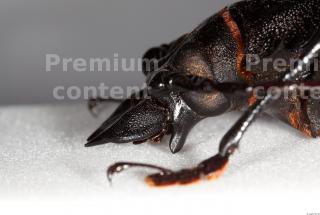 Beetles 0072