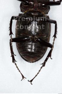 Beetles 0034
