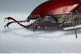 Beetles 0016