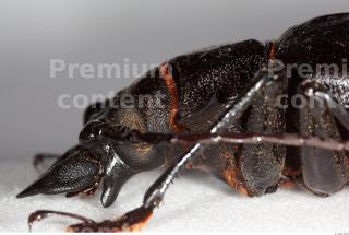 Beetles 0071