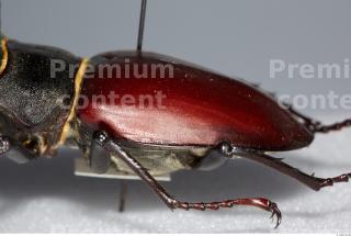 Beetles 0022
