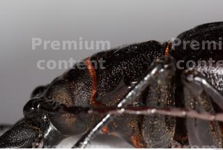 Beetles 0079