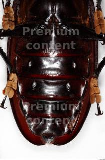 Beetles 0094