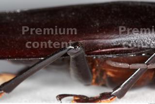 Beetles 0088