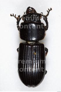 Beetles 0117