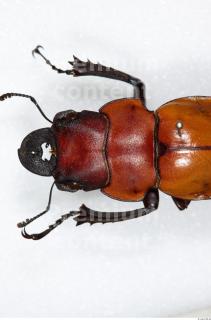 Beetles 0136