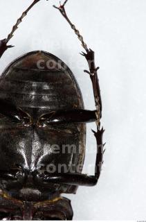 Beetles 0031