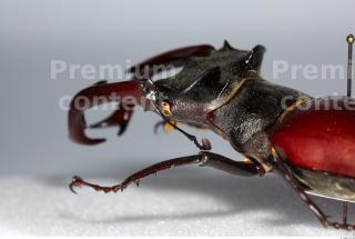 Beetles 0025
