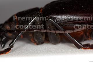 Beetles 0076