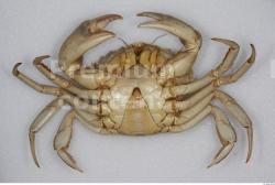 Whole Body Crab