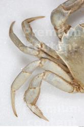 Leg Crab