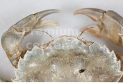 Crab # 1