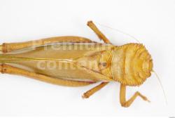 Upper Body Grasshopper