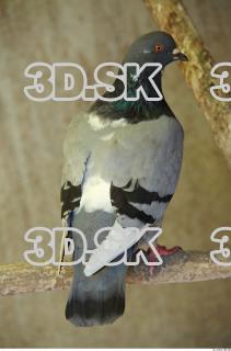 Pigeon 0043