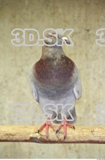 Pigeon 0051