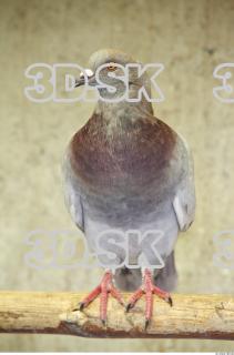 Pigeon 0052