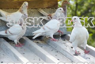 Pigeon 0068