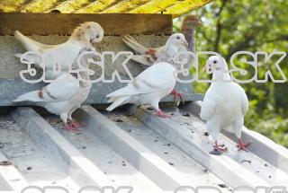 Pigeon 0069