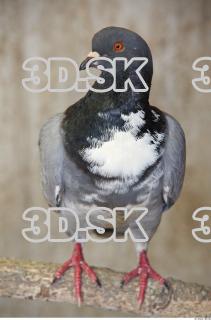 Pigeon 0072