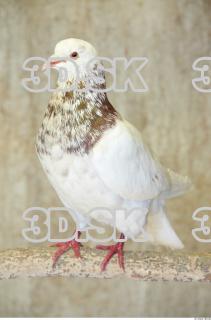 Pigeon 0073