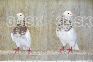 Pigeon 0081