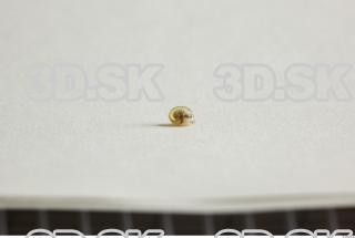 Snail 0049