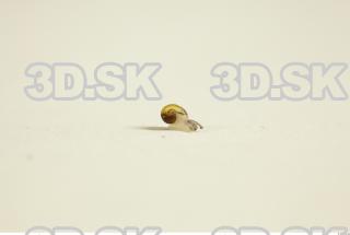 Snail 0091