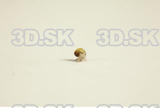 Snail 0094